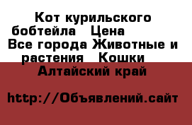 Кот курильского бобтейла › Цена ­ 5 000 - Все города Животные и растения » Кошки   . Алтайский край